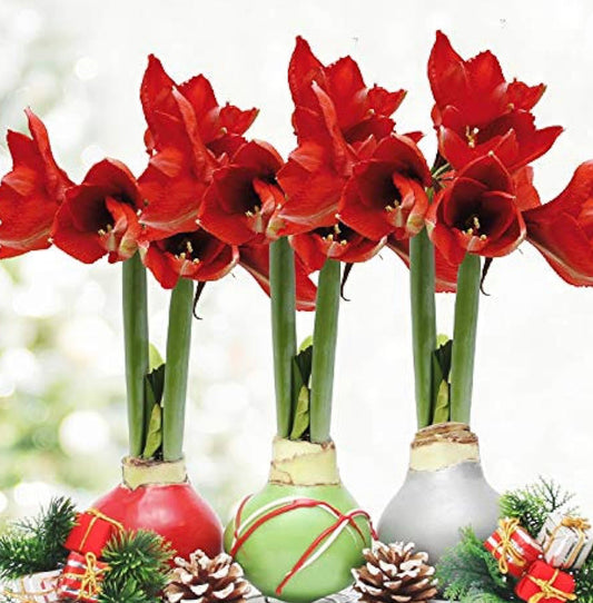 Set of Three Amaryllis Bulbs