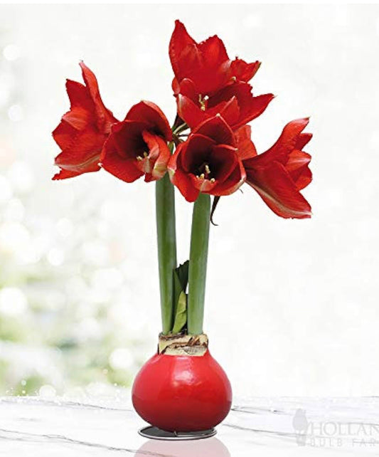 Live Red Base Waxed Amaryllis Flower Bulb with Stand, No Water Needed